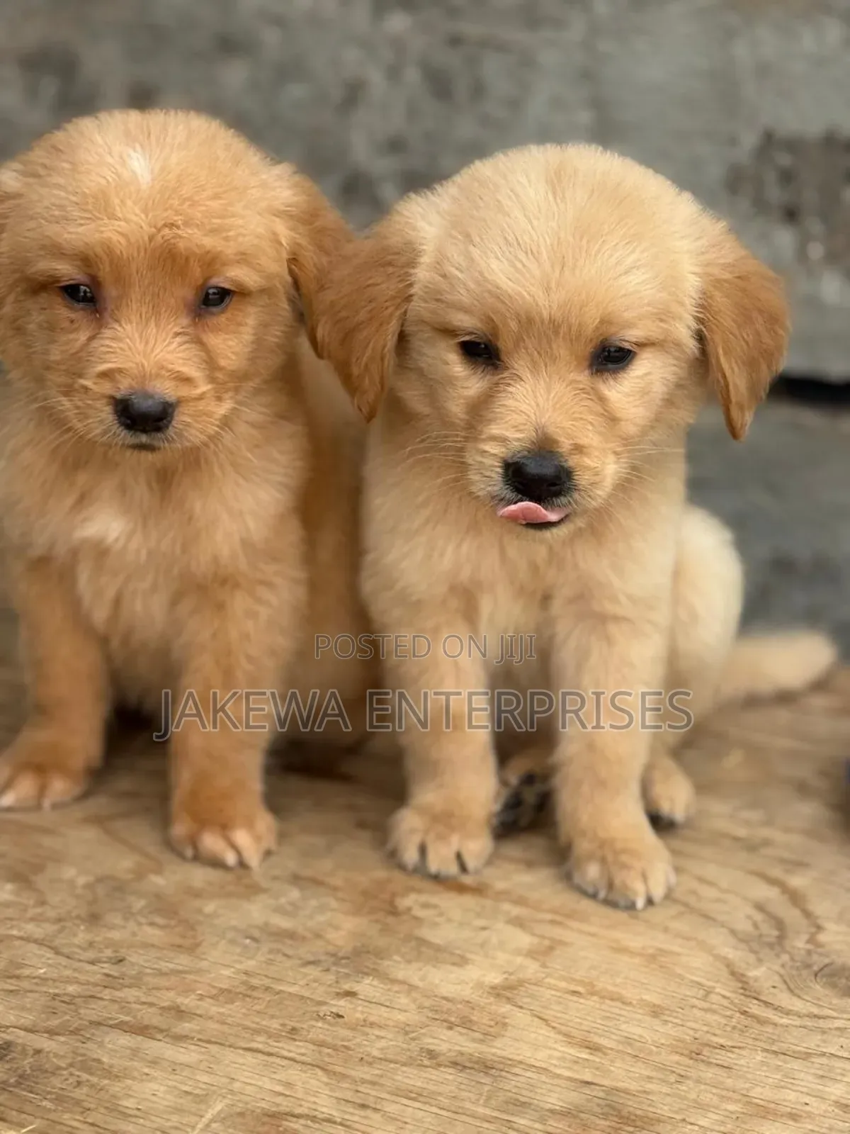 1-3 months Male Purebred Golden Retriever