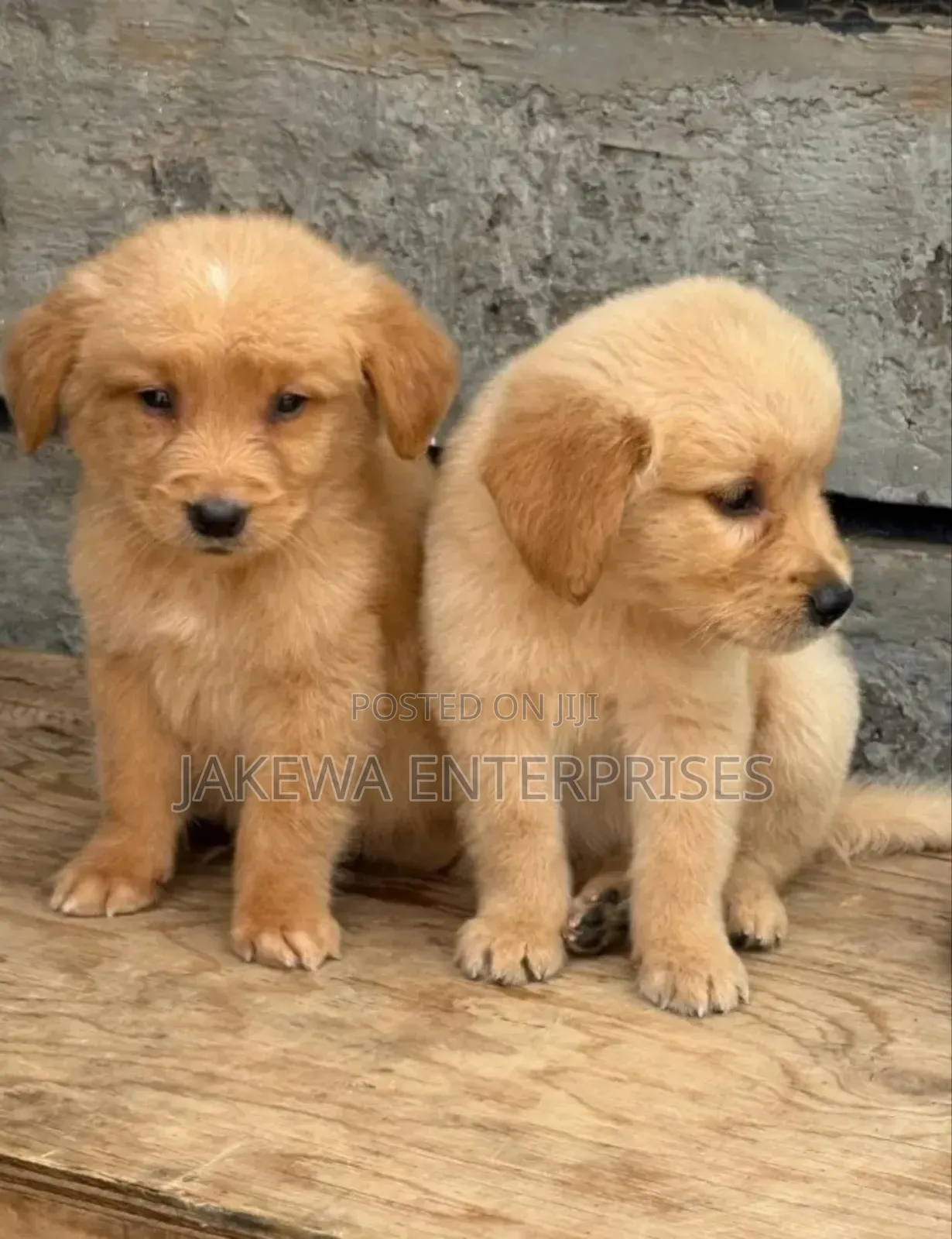 1-3 months Female Purebred Golden Retriever