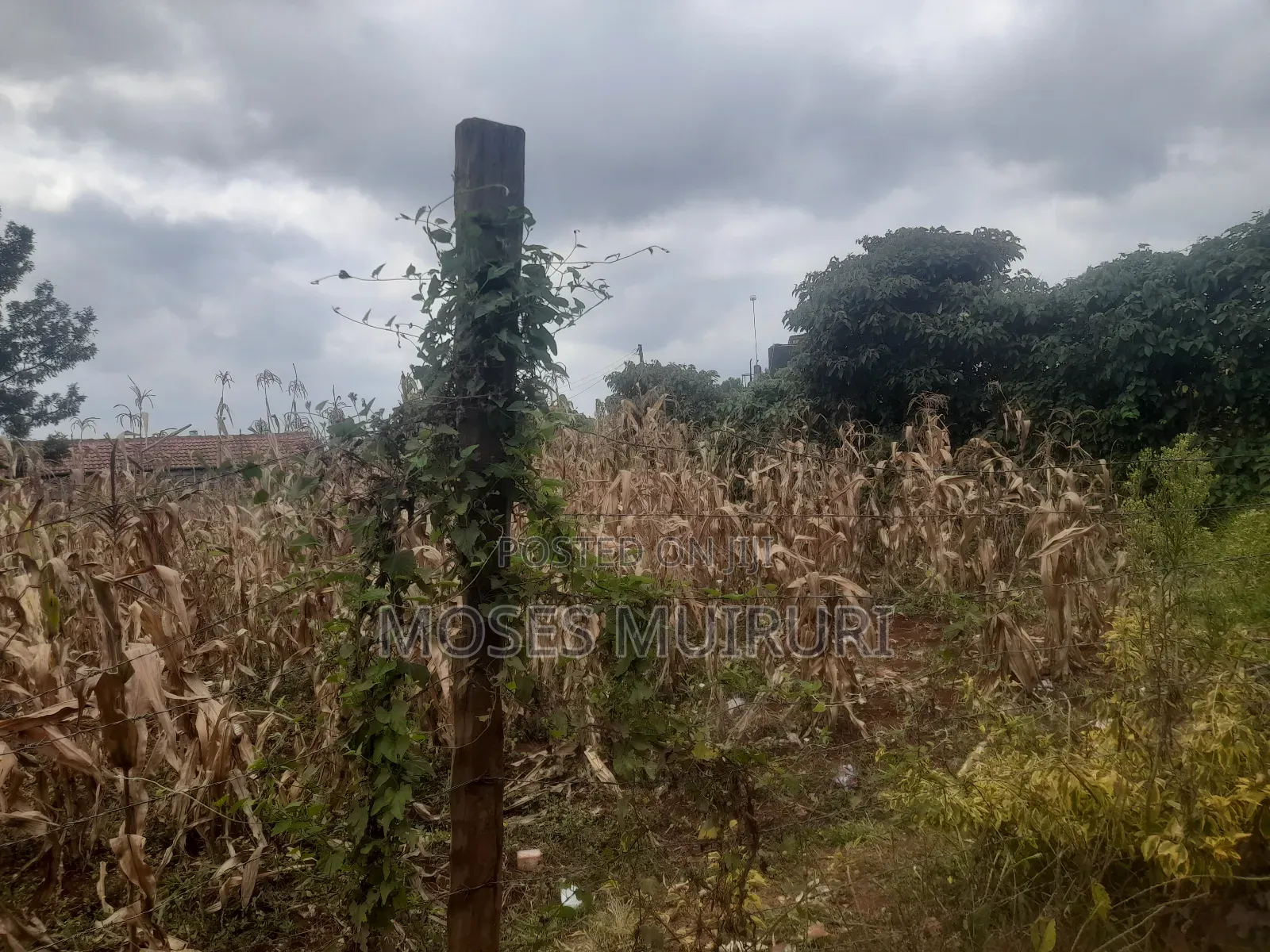 50 by 100 Plot for Sale