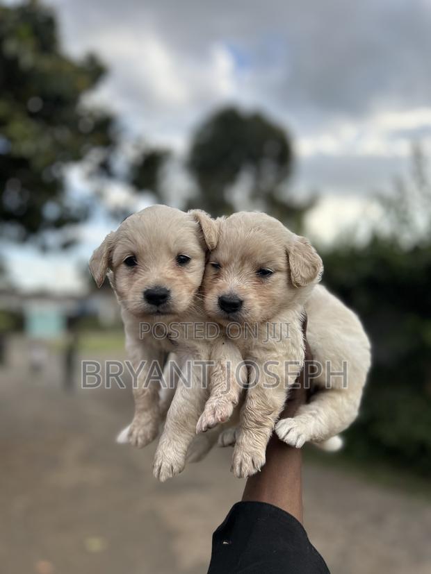 1-3 months Female Mixed Breed Golden Retriever
