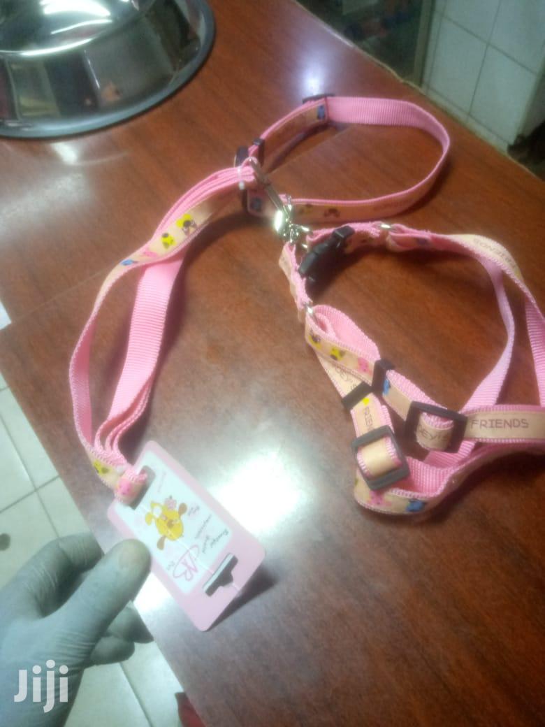 Dog Leashes and Collars for All Sizes of Dogs in Nairobi Central Pet Accessories, Davis Mugera