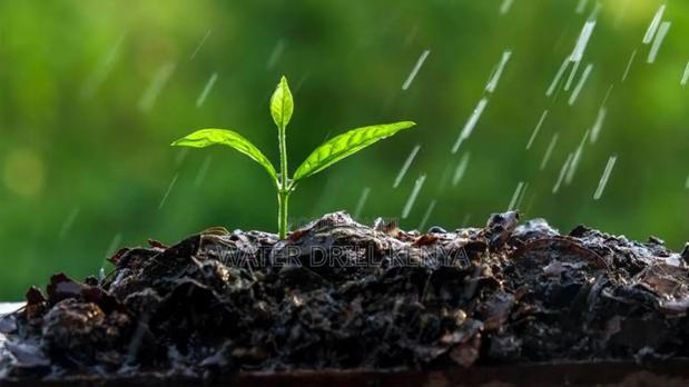 Organic Seedlings Kenya - main view