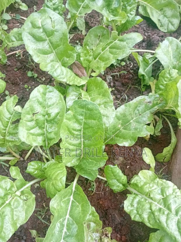 Organic Seedlings Kenya - thumbnail 2