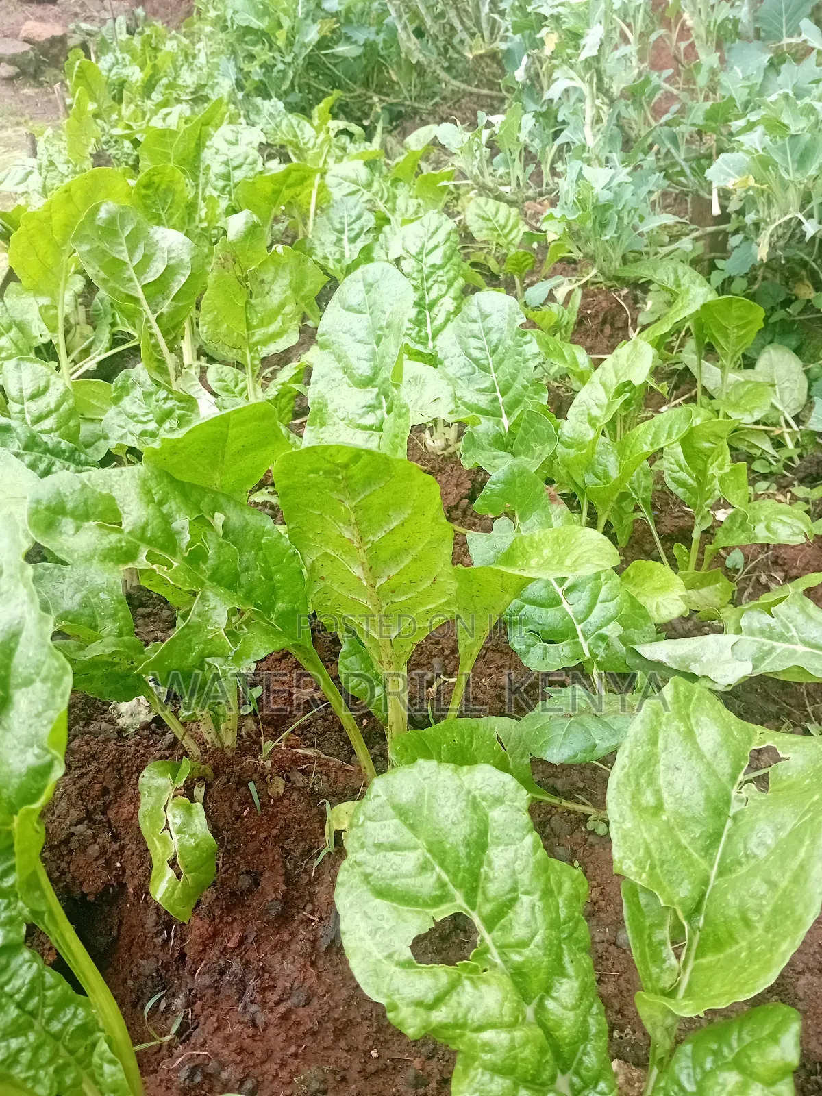 Organic Seedlings Kenya