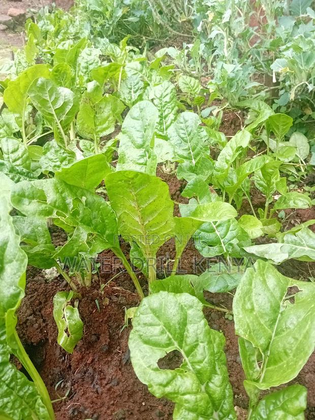 Organic Seedlings Kenya - thumbnail 3