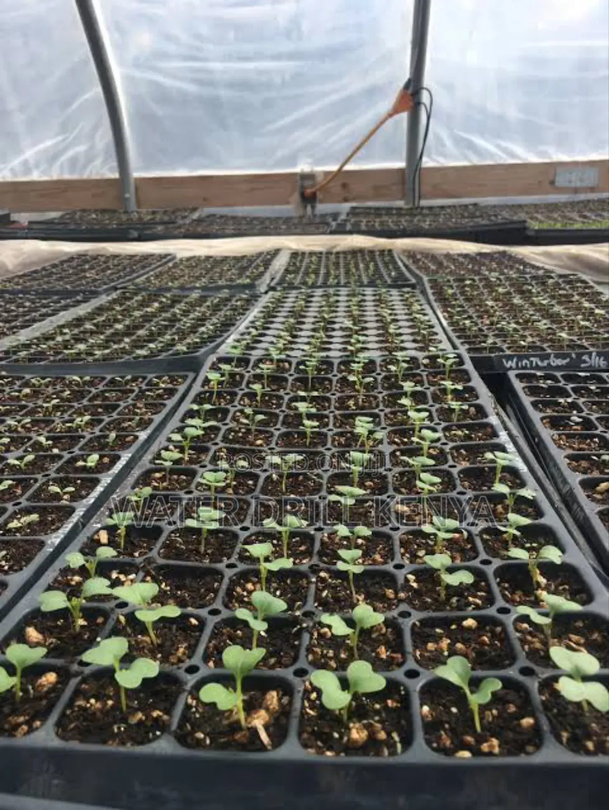 Organic Seedlings Kenya