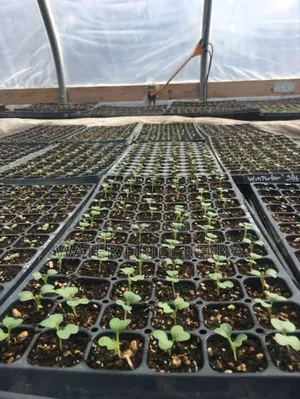 Organic Seedlings Kenya