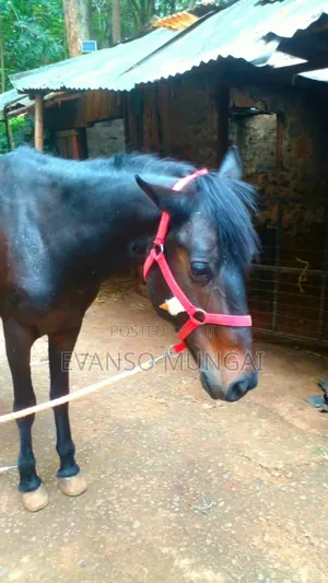 Horse Trained