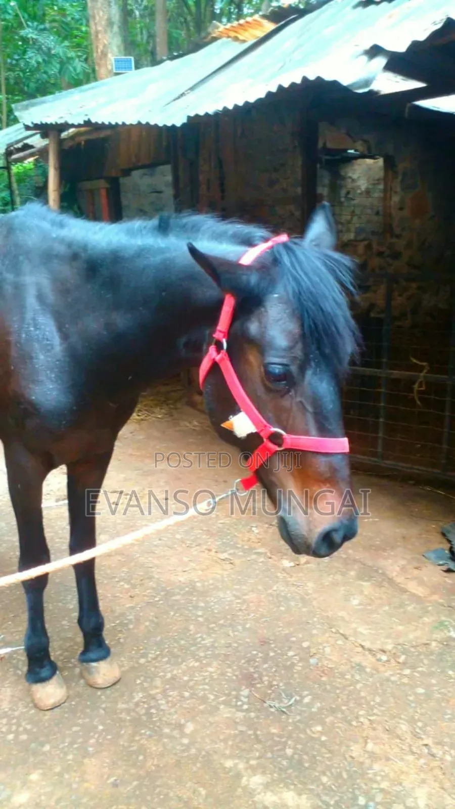 Horse Trained