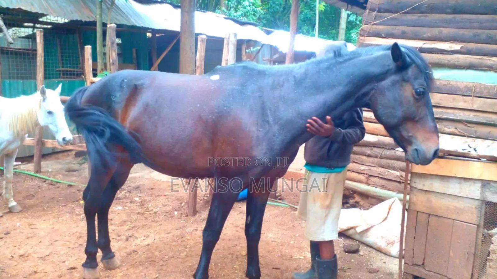 Horse Trained