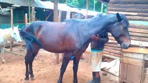 Horse Trained