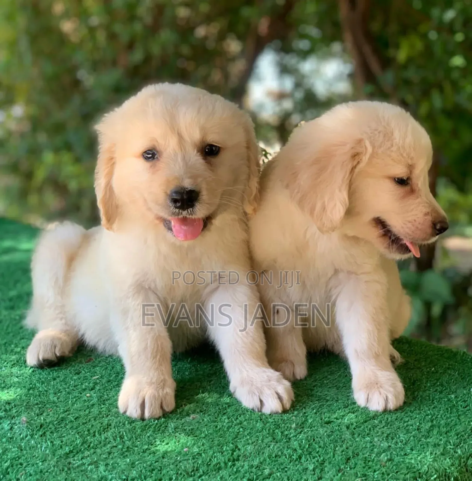 1-3 months Male Purebred Golden Retriever