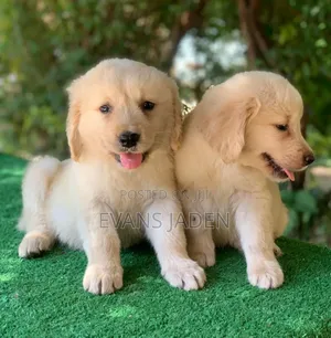 1-3 months Male Purebred Golden Retriever