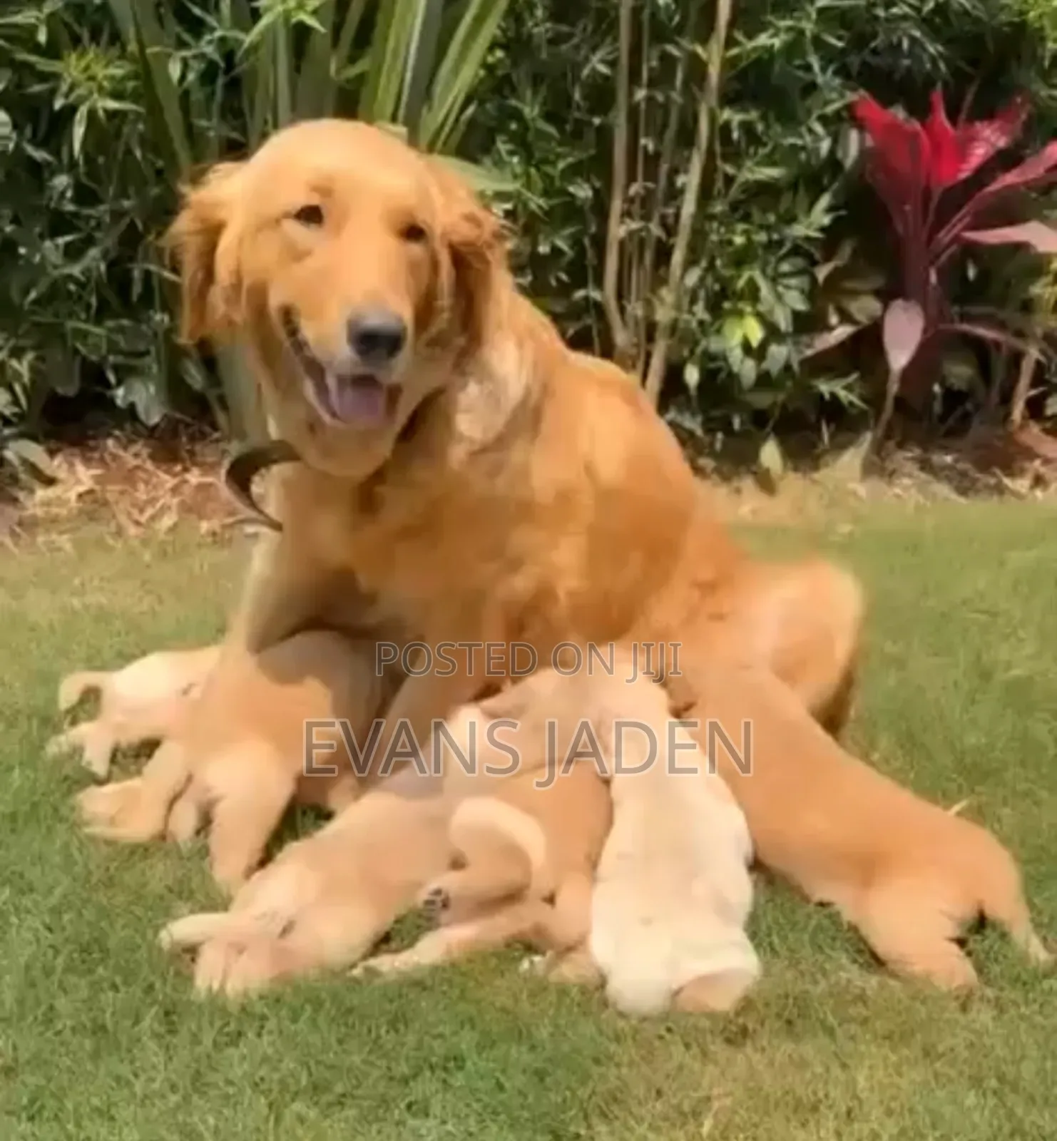1-3 months Male Purebred Golden Retriever