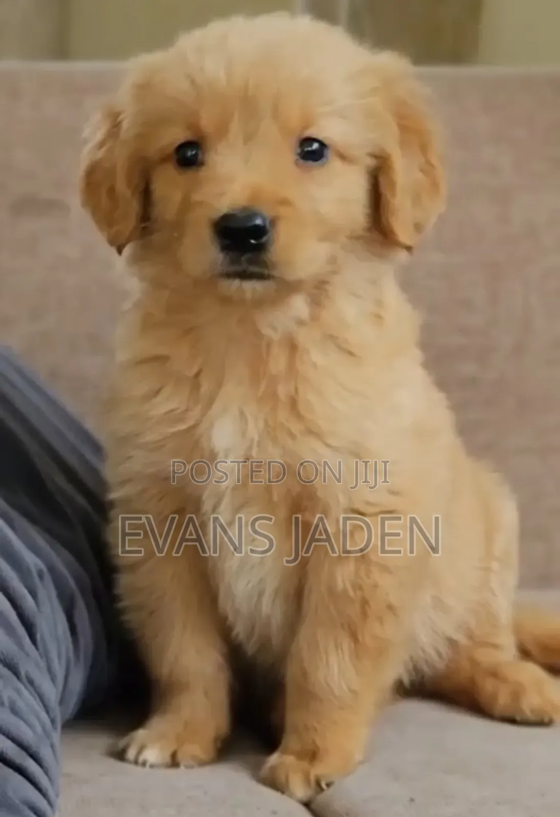 1-3 months Male Purebred Golden Retriever