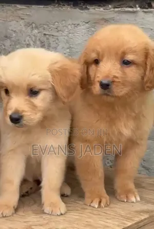1-3 months Male Purebred Golden Retriever