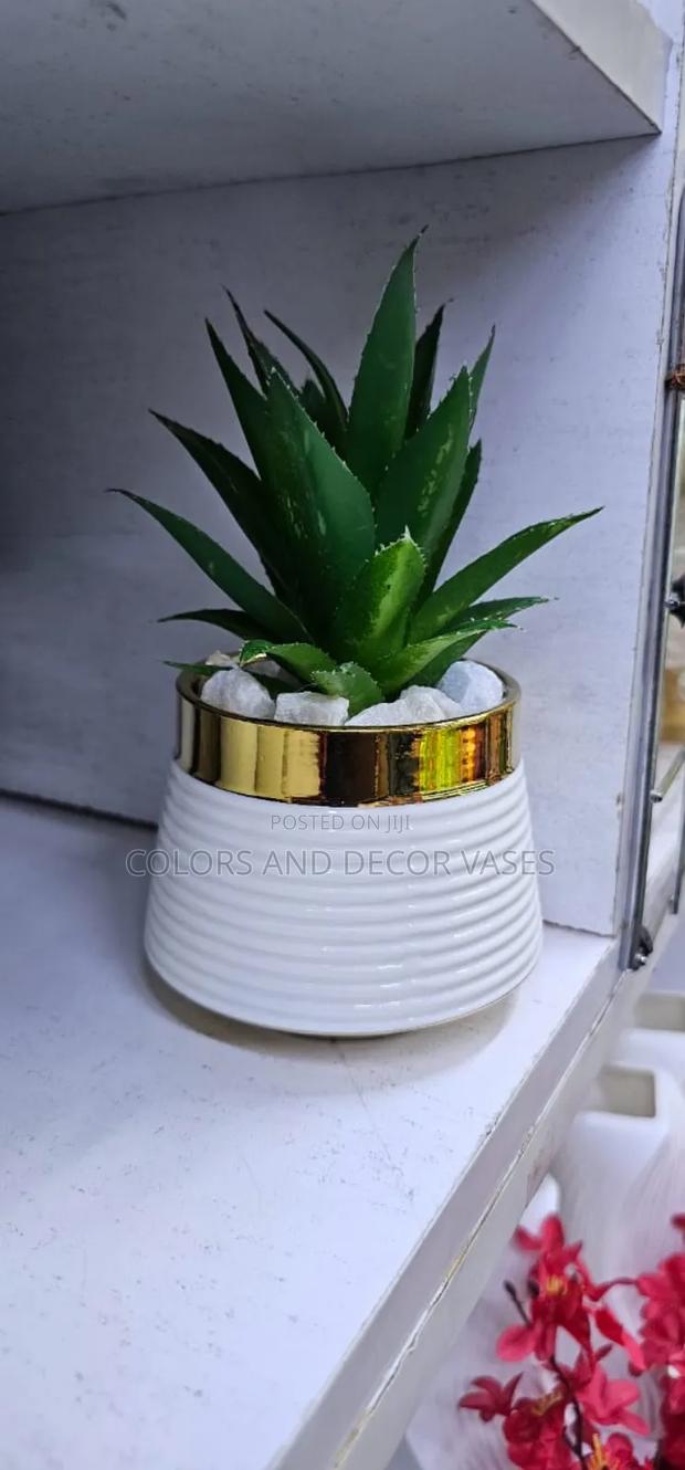 Succulent With White Ceramic Vase - main view