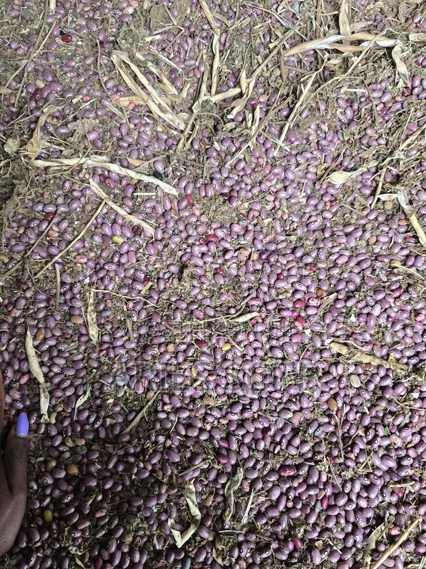 Agriculture and Farming ~ Beans. - thumbnail 2