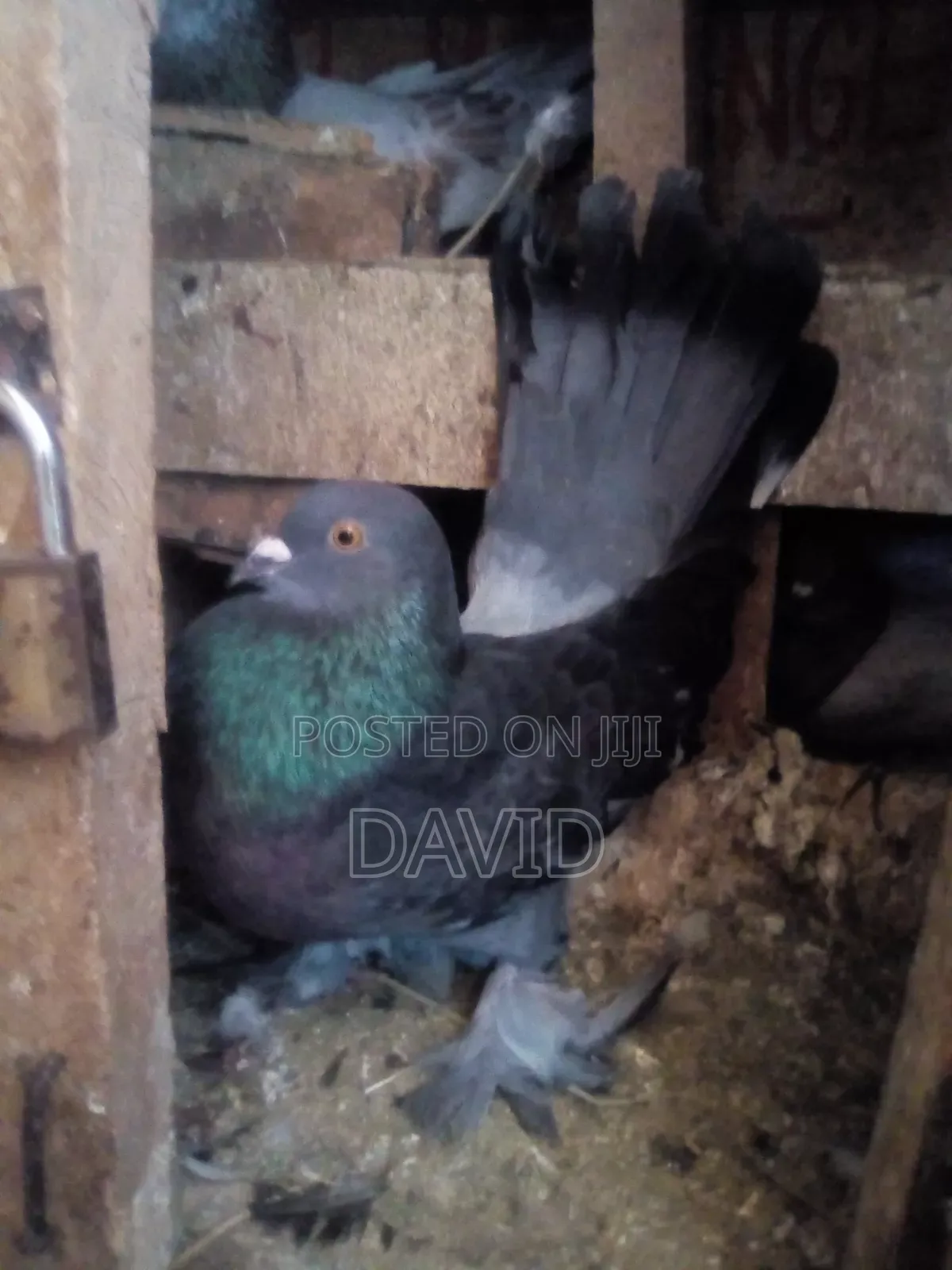 Njiwa Na Fantail Pigions