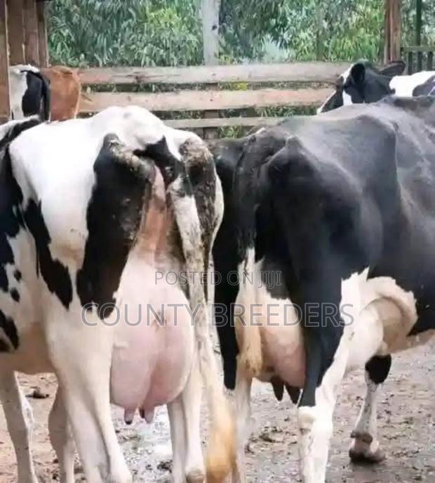 County Breeders Kiambu.