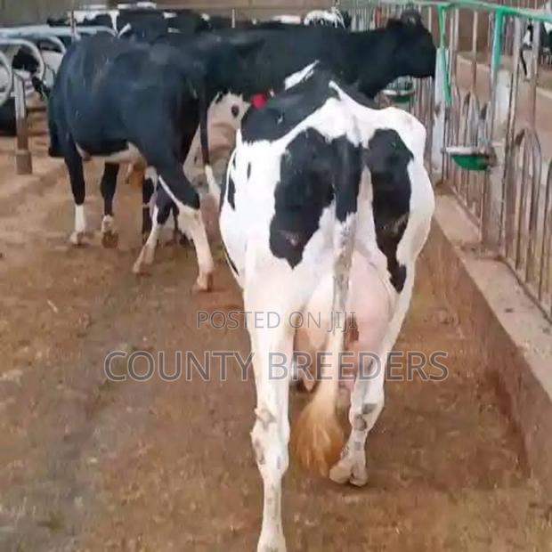 County Breeders Kiambu. - thumbnail 2