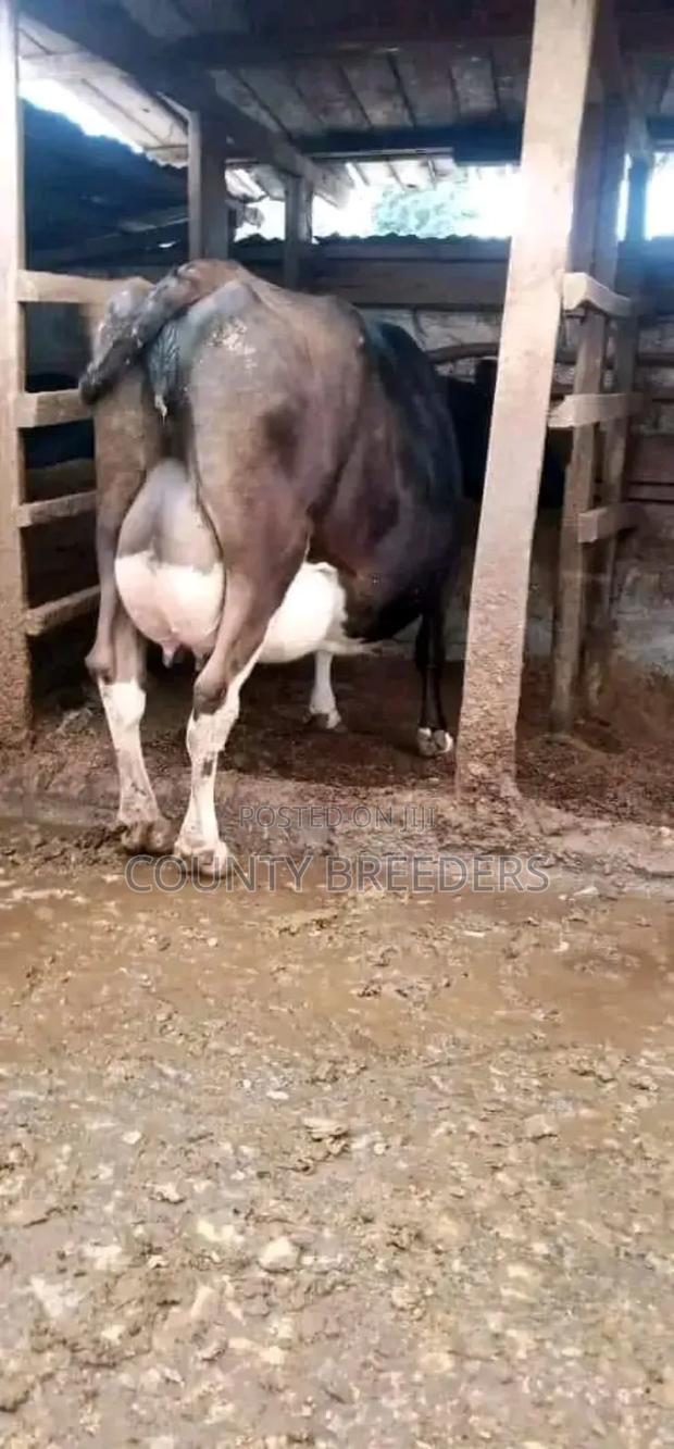 County Breeders Kiambu. - thumbnail 3