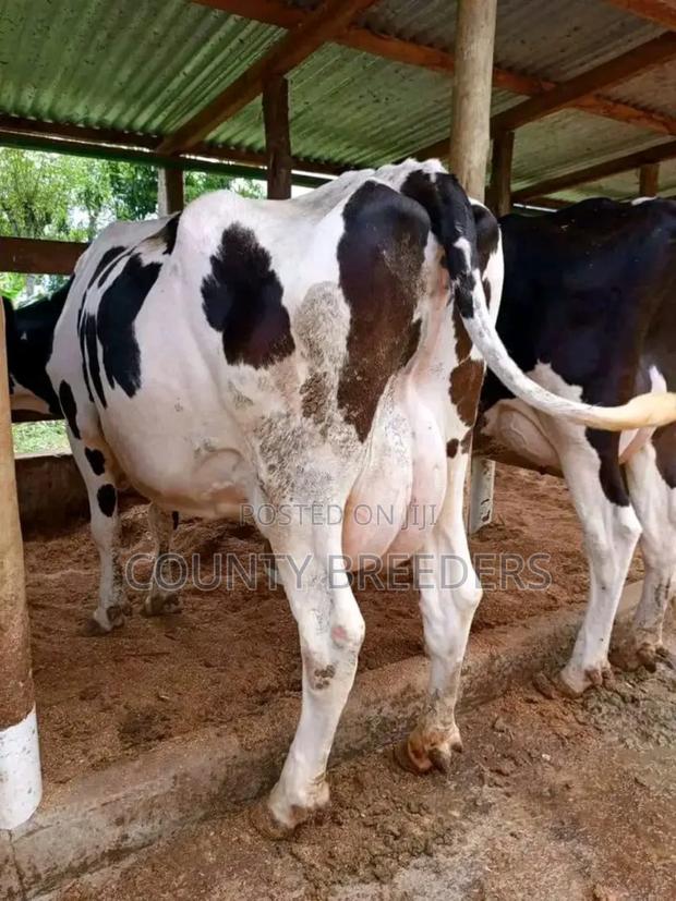 County Breeders Kiambu. - thumbnail 5