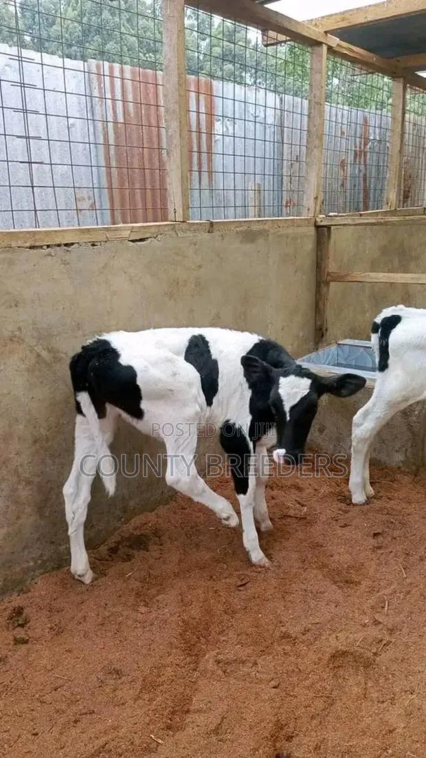 County Breeders Kiambu. - thumbnail 7