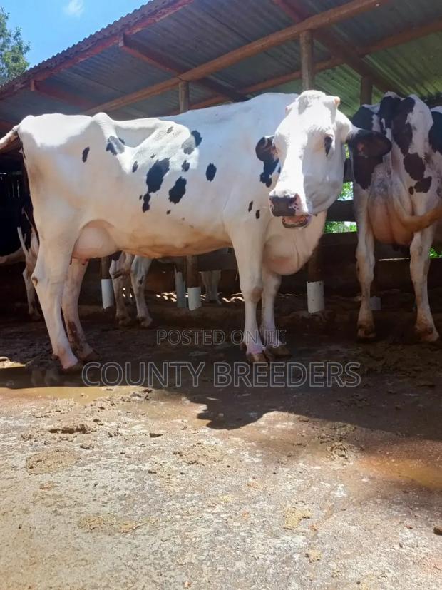 County Breeders Kiambu. - thumbnail 8