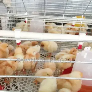 Stainless Steel Chicken Nipple Drinkers for 3⁄4" Inch Pipe - 20pcs