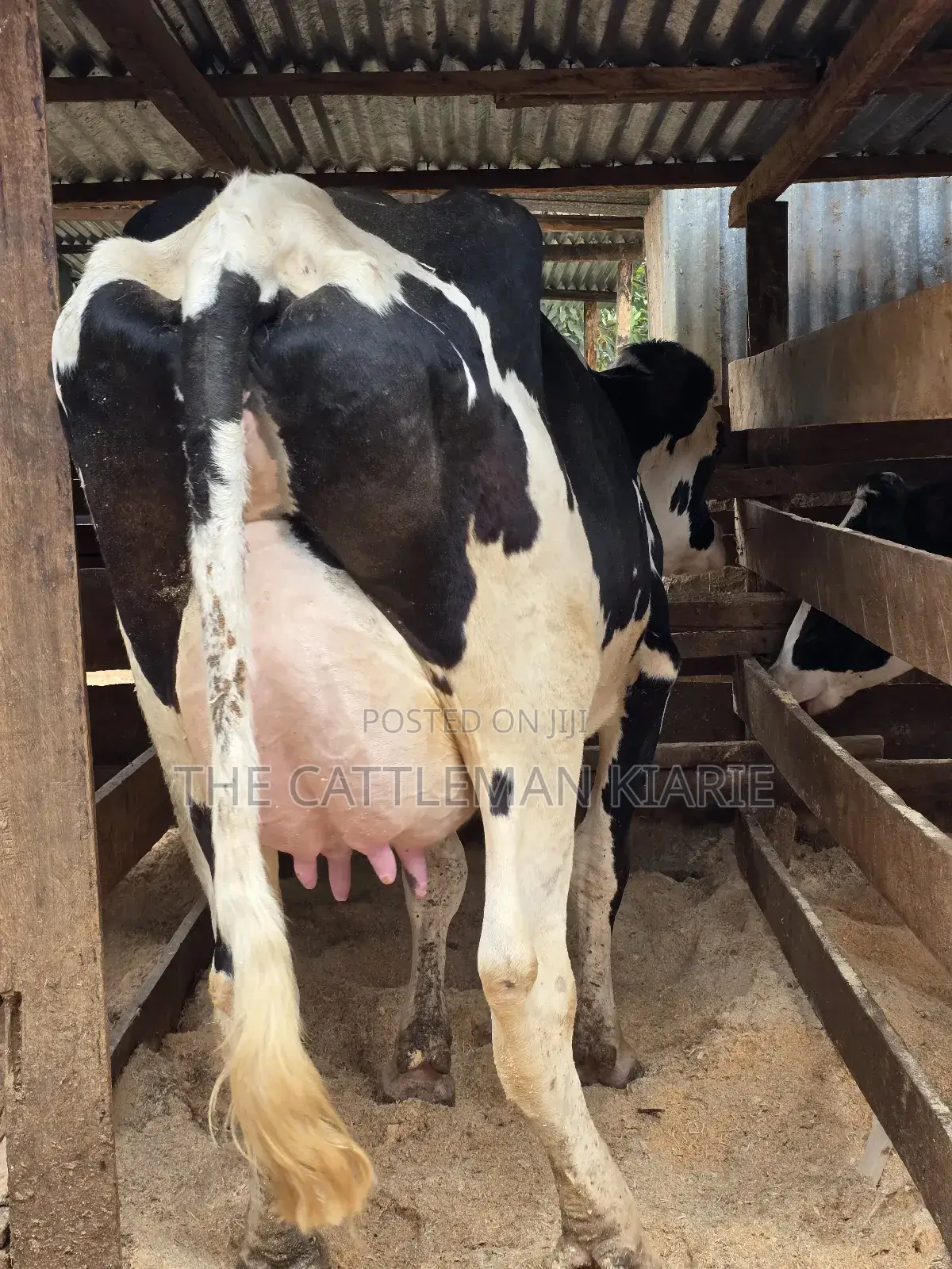 Githunguri Dairy Cows