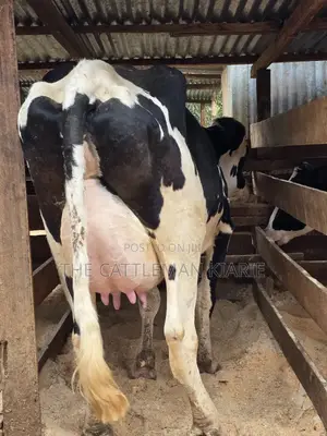 Githunguri Dairy Cows