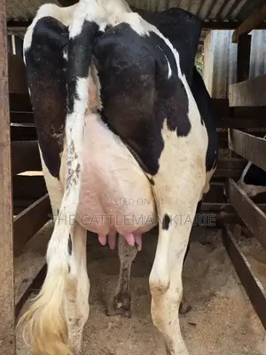 Githunguri Dairy Cows