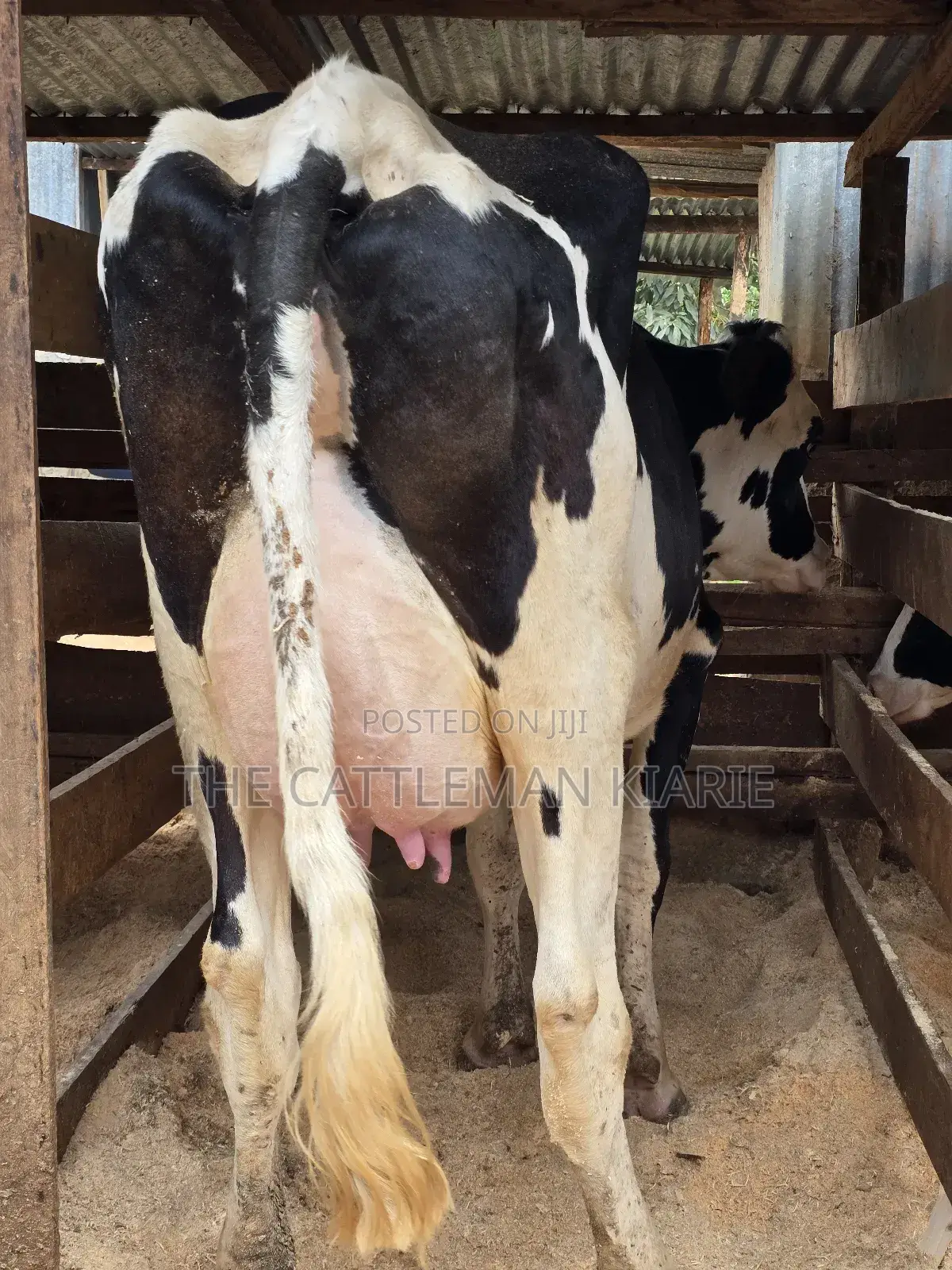 Githunguri Dairy Cows