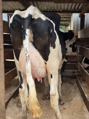 Githunguri Dairy Cows