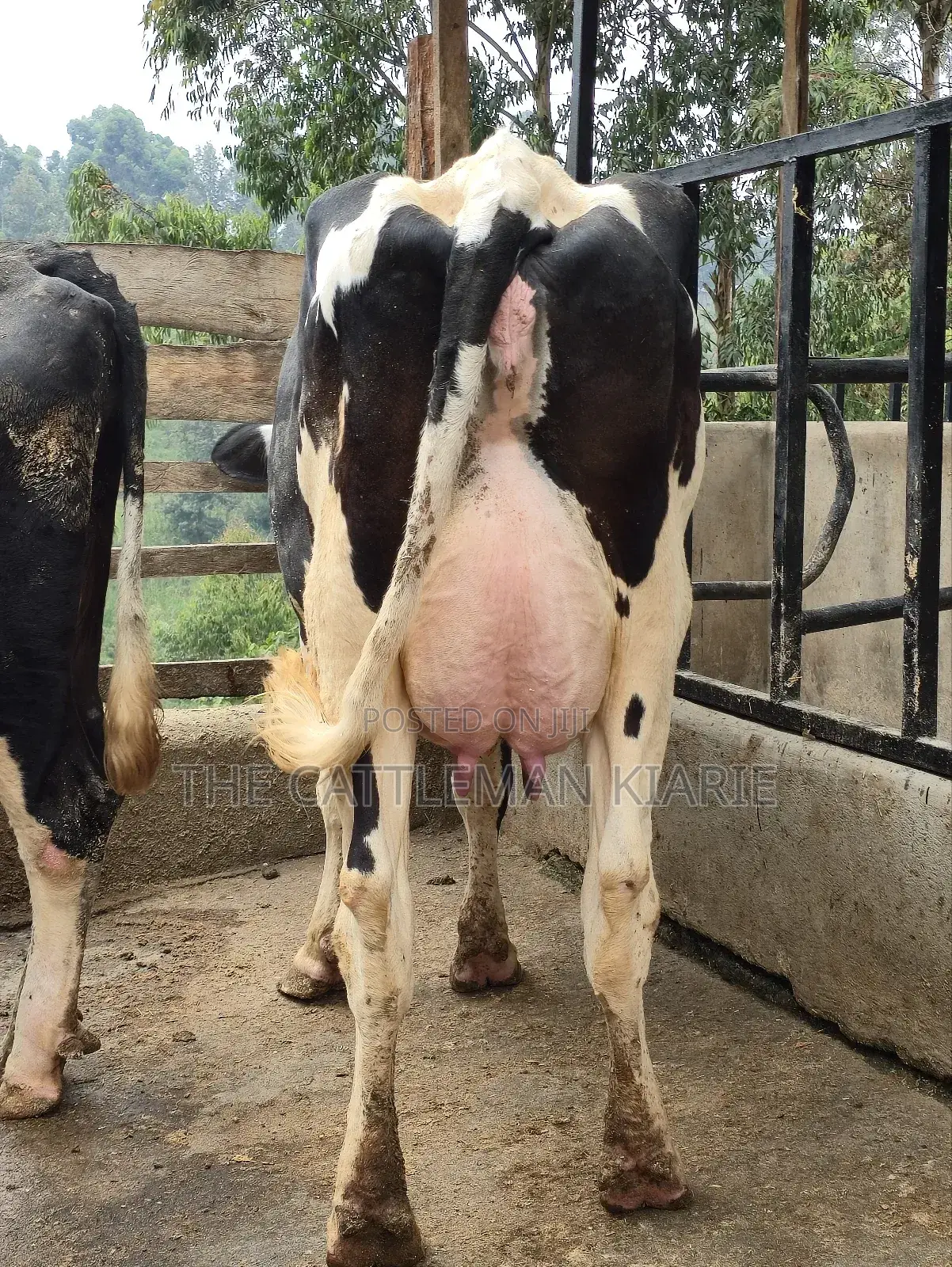 Githunguri Dairy Cows