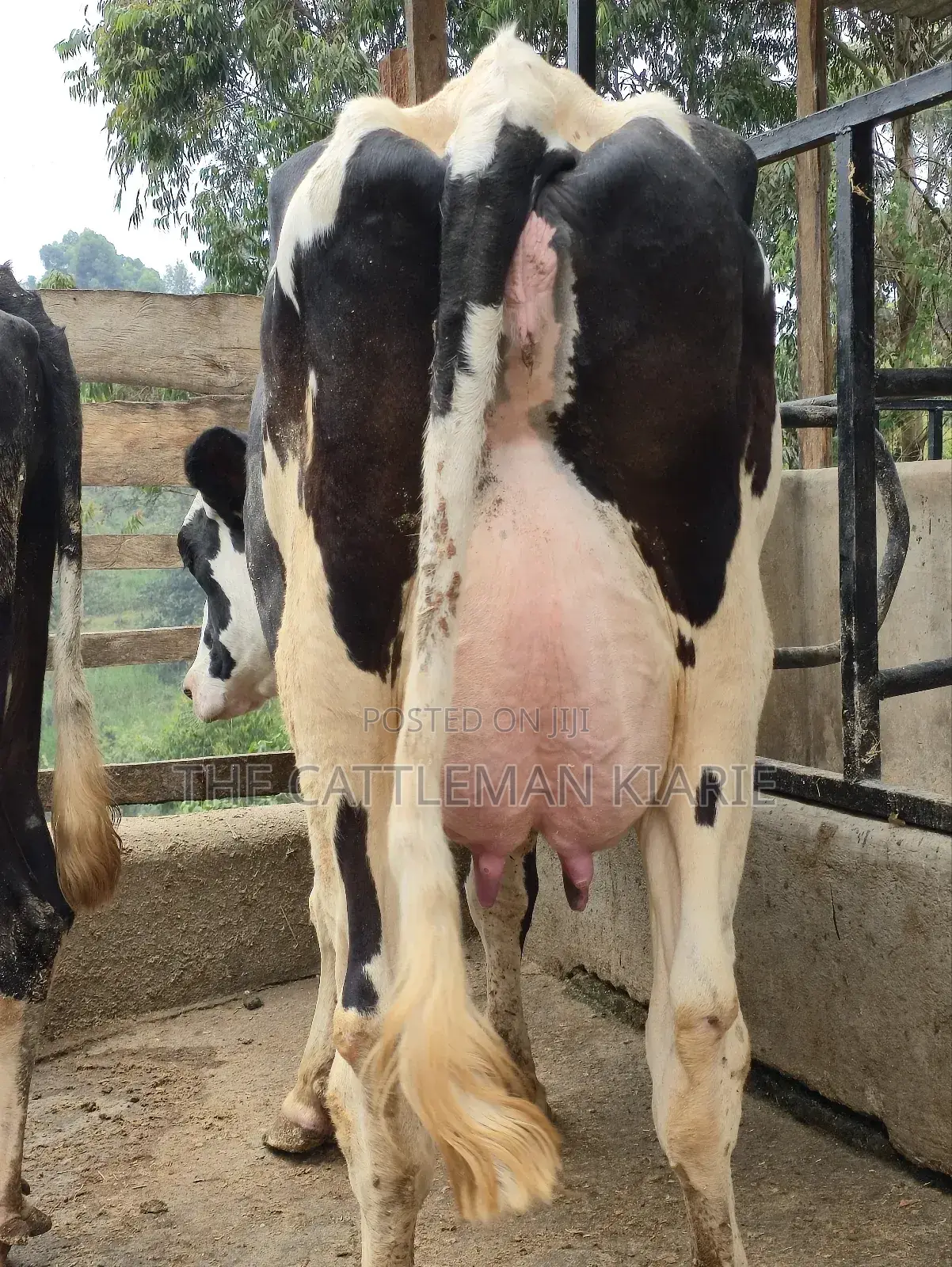 Githunguri Dairy Cows