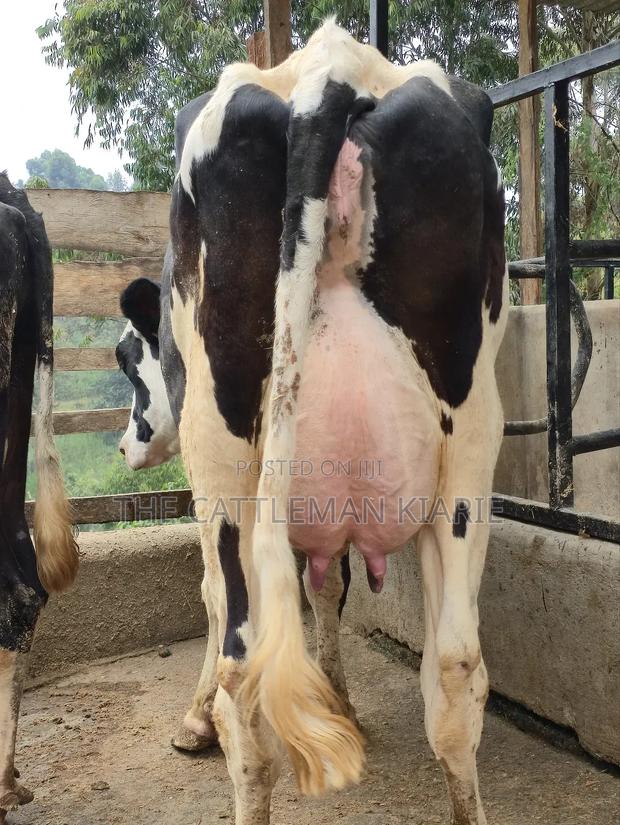 Githunguri Dairy Cows - thumbnail 5
