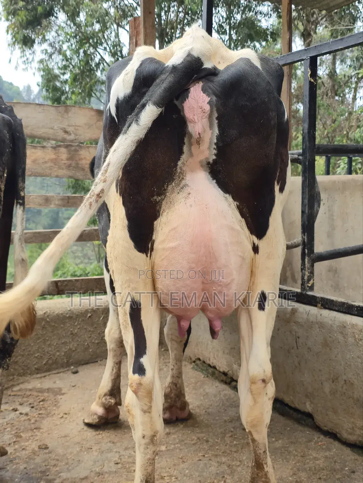 Githunguri Dairy Cows