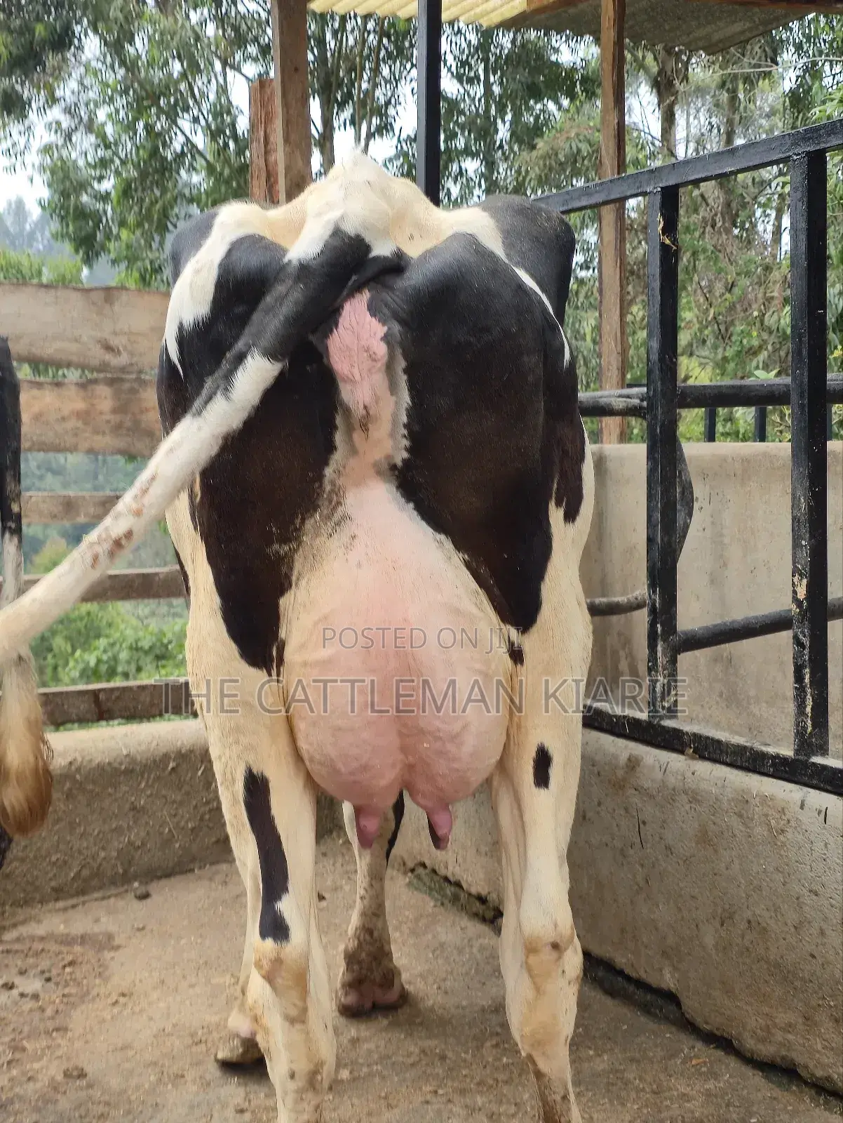 Githunguri Dairy Cows