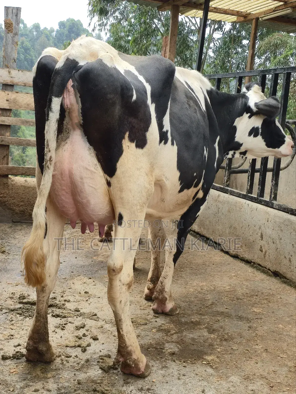 Githunguri Dairy Cows