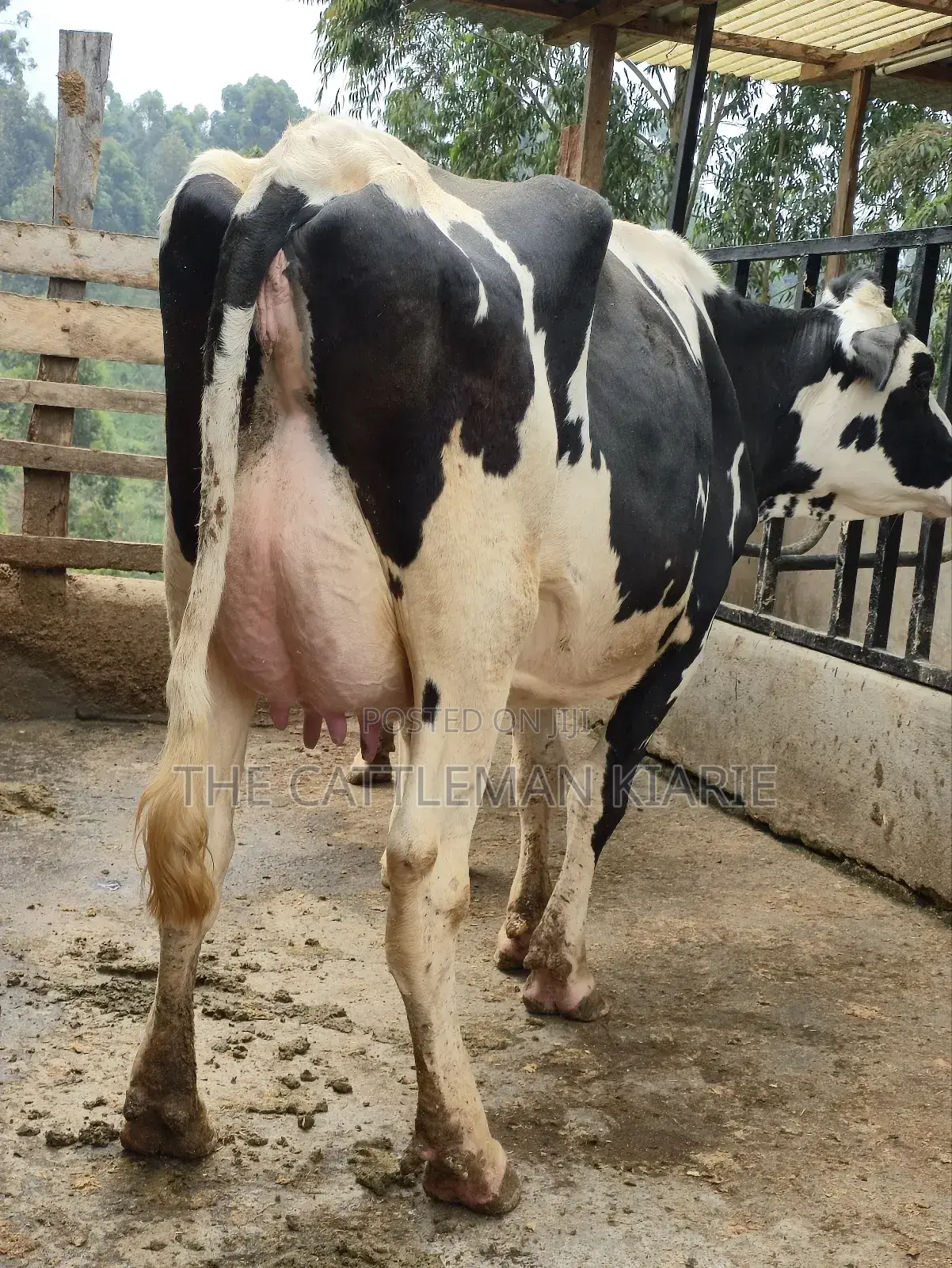 Githunguri Dairy Cows