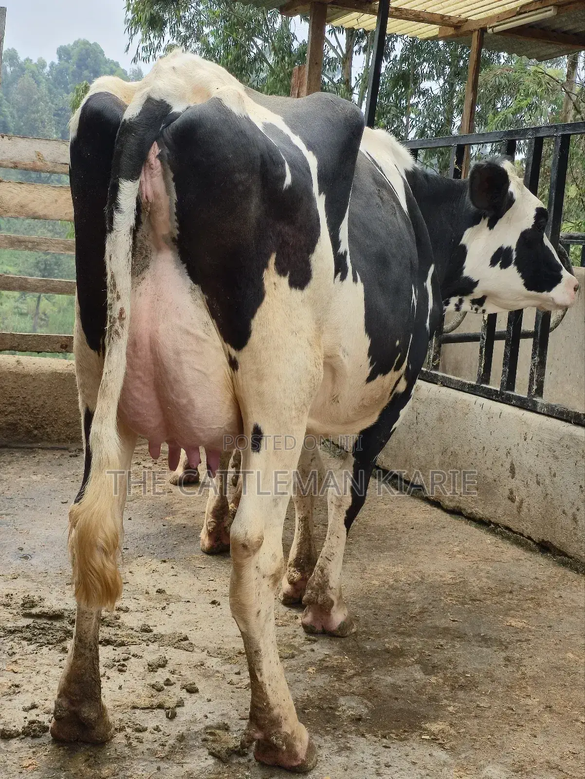 Githunguri Dairy Cows