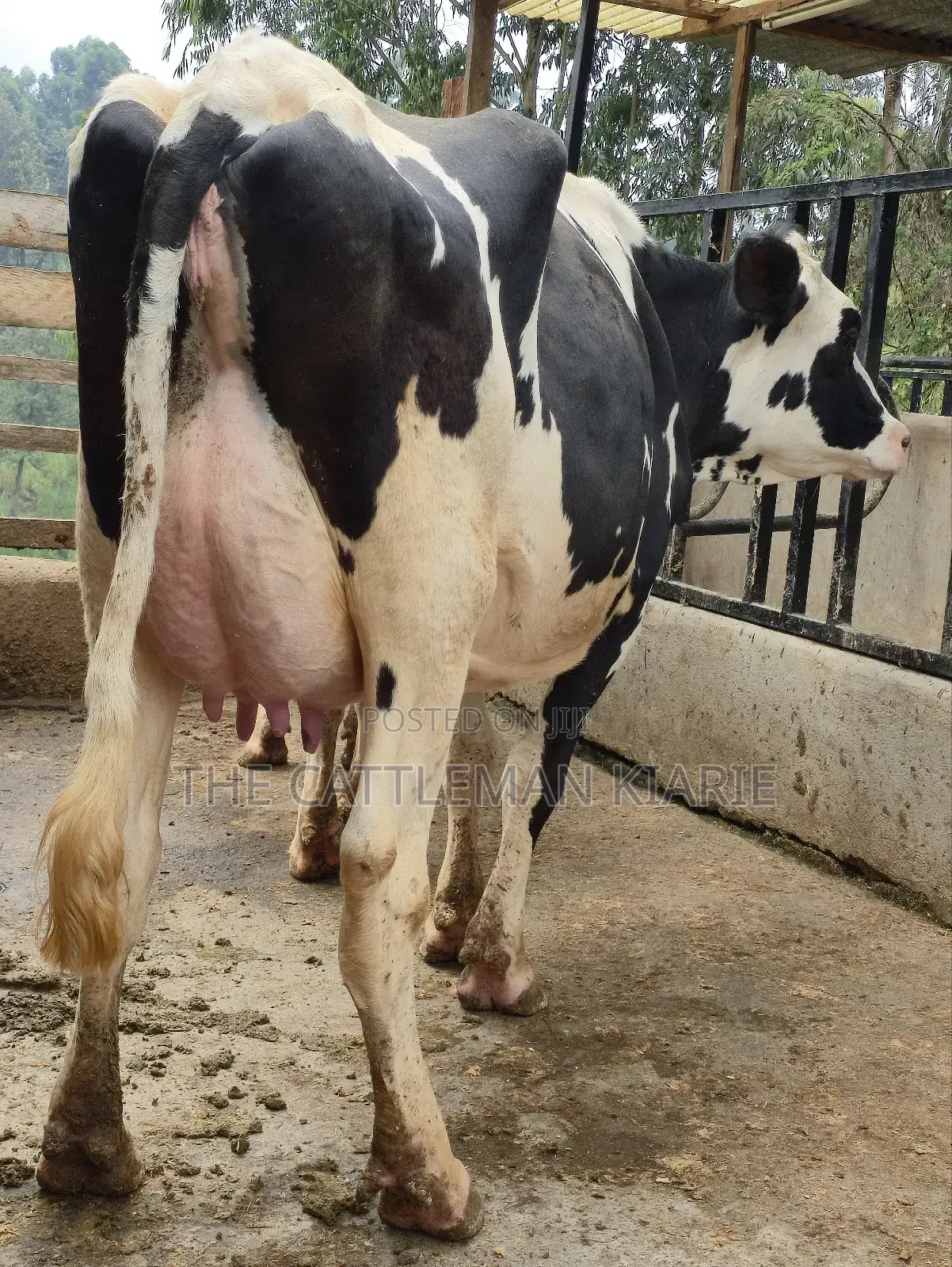 Githunguri Dairy Cows