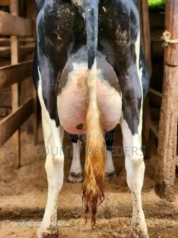 County Breeder's - thumbnail 3