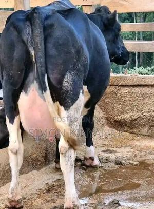 County Breeder's - main view