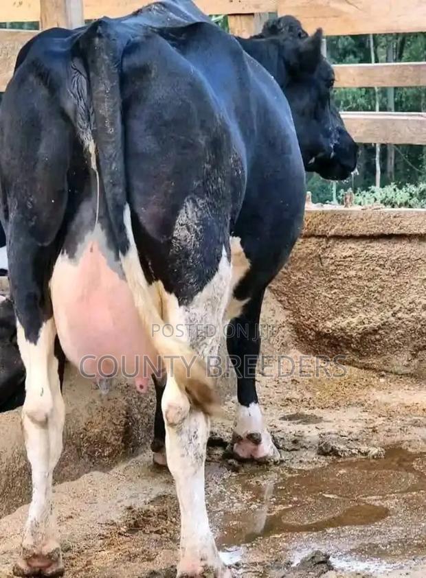 County Breeder's