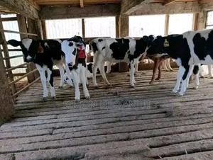 County Breeder's - main view