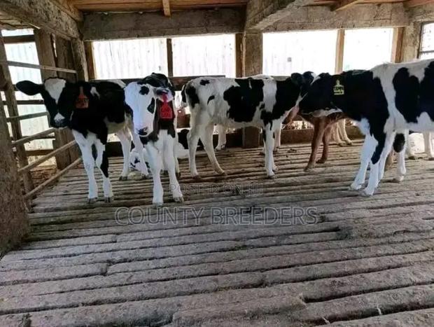 County Breeder's