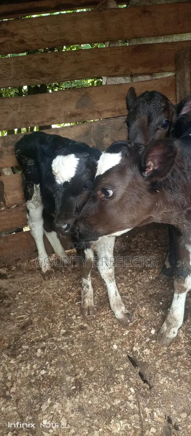 County Breeder's - thumbnail 4